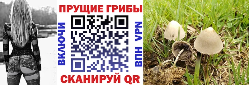 Галлюциногенные грибы Psilocybe где найти Балаково